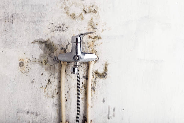 Best Mold Testing and Inspection Services in Winnetka, IL
