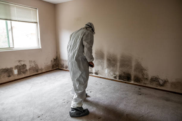Best Basement Mold Remediation in Winnetka, IL