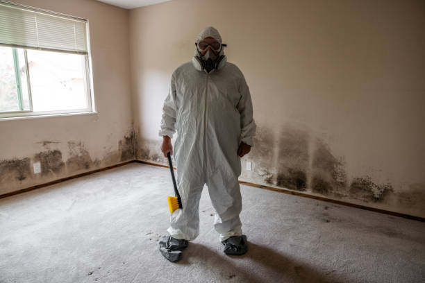 Best Attic Mold Remediation in Winnetka, IL