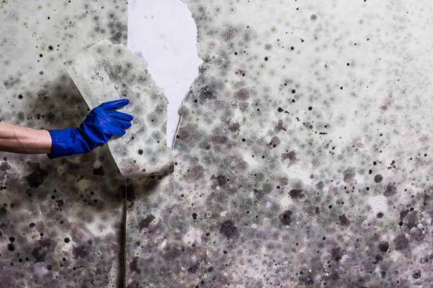 Best Industrial Mold Remediation in Winnetka, IL