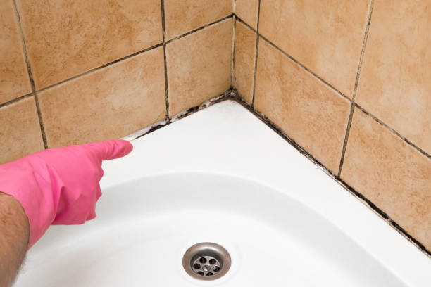 Best Emergency Mold Remediation in Winnetka, IL